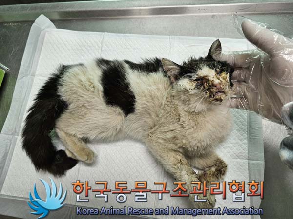 공고 번호가 경기-포천-2024-00354인 한국 고양이 동물 사진  