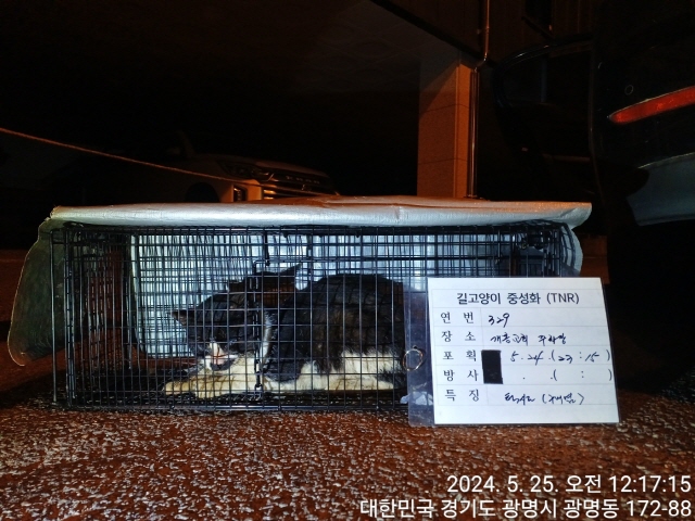 보호중동물사진 공고번호-경기-광명-2024-00330