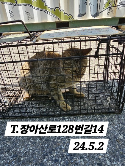 보호중동물사진 공고번호-인천-남동-2024-00256