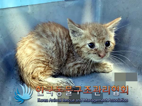 공고 번호가 서울-구로-2024-00053인 한국 고양이 동물 사진