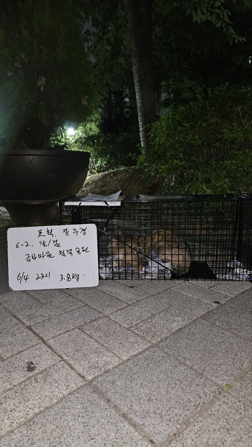 보호중동물사진 공고번호-서울-금천-2024-00108