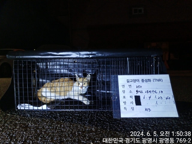 보호중동물사진 공고번호-경기-광명-2024-00350