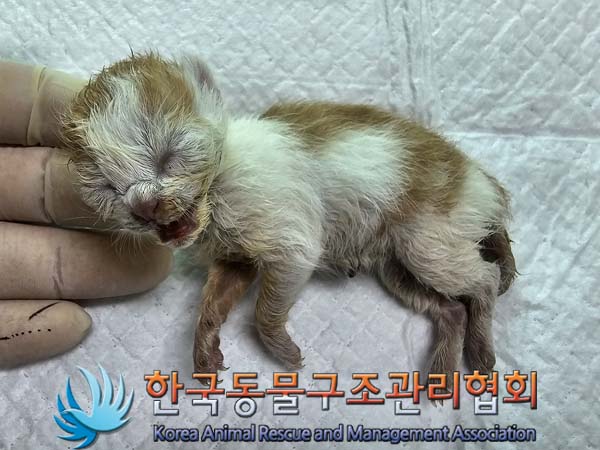 공고 번호가 경기-김포-2024-00275인 한국 고양이 동물 사진  