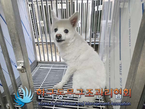 공고 번호가 서울-도봉-2024-00052인 스피츠 동물 사진