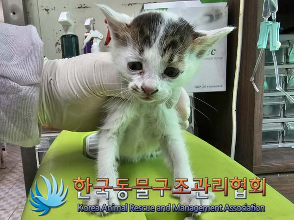 공고 번호가 서울-동대문-2024-00074인 한국 고양이 동물 사진