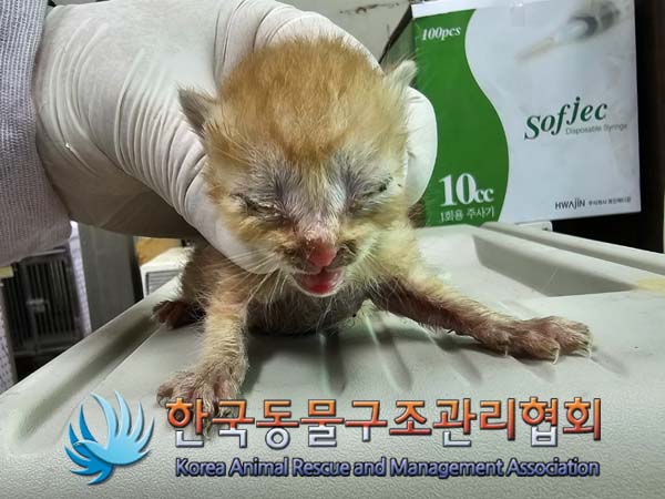 공고 번호가 서울-금천-2024-00048인 한국 고양이 동물 사진