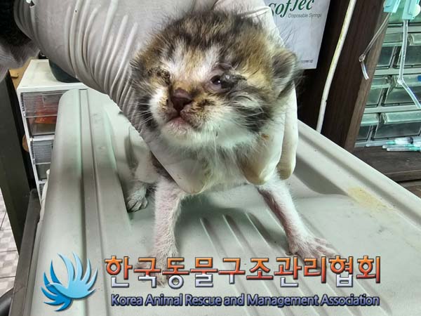 공고 번호가 서울-금천-2024-00050인 한국 고양이 동물 사진
