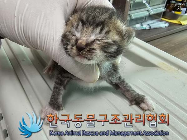 공고 번호가 서울-금천-2024-00051인 한국 고양이 동물 사진