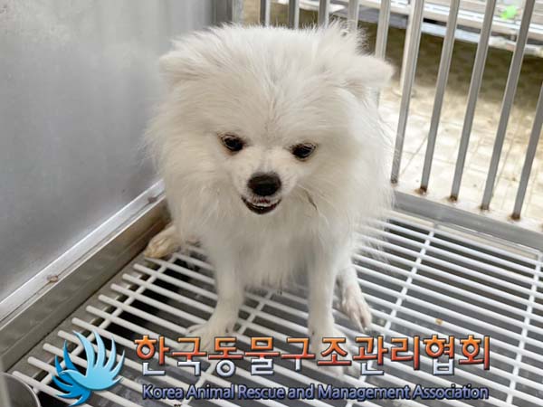 공고 번호가 서울-영등포-2024-00029인 포메라니안 동물 사진
