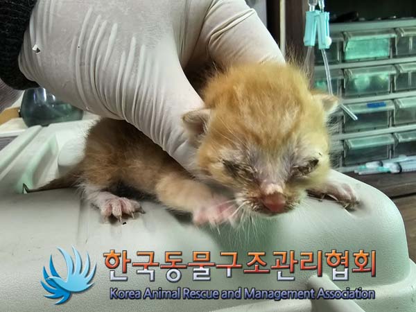공고 번호가 서울-금천-2024-00049인 한국 고양이 동물 사진