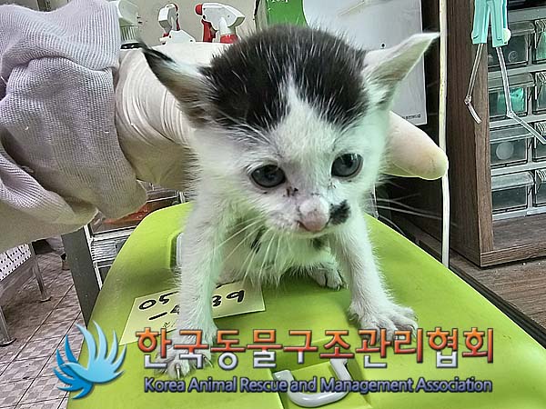 공고 번호가 서울-동대문-2024-00075인 한국 고양이 동물 사진
