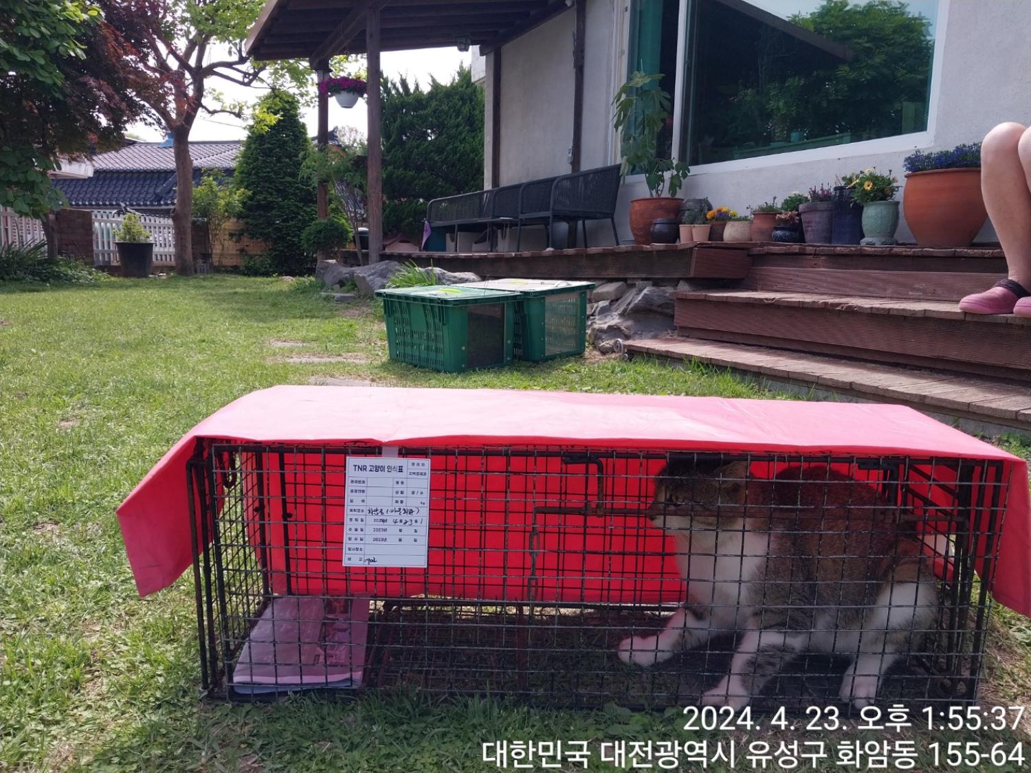 보호중동물사진 공고번호-대전-유성-2024-00167