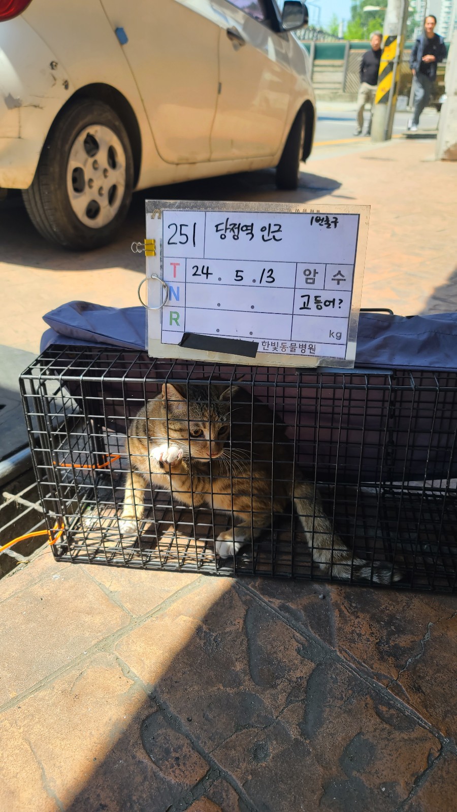 보호중동물사진 공고번호-경기-군포-2024-00251