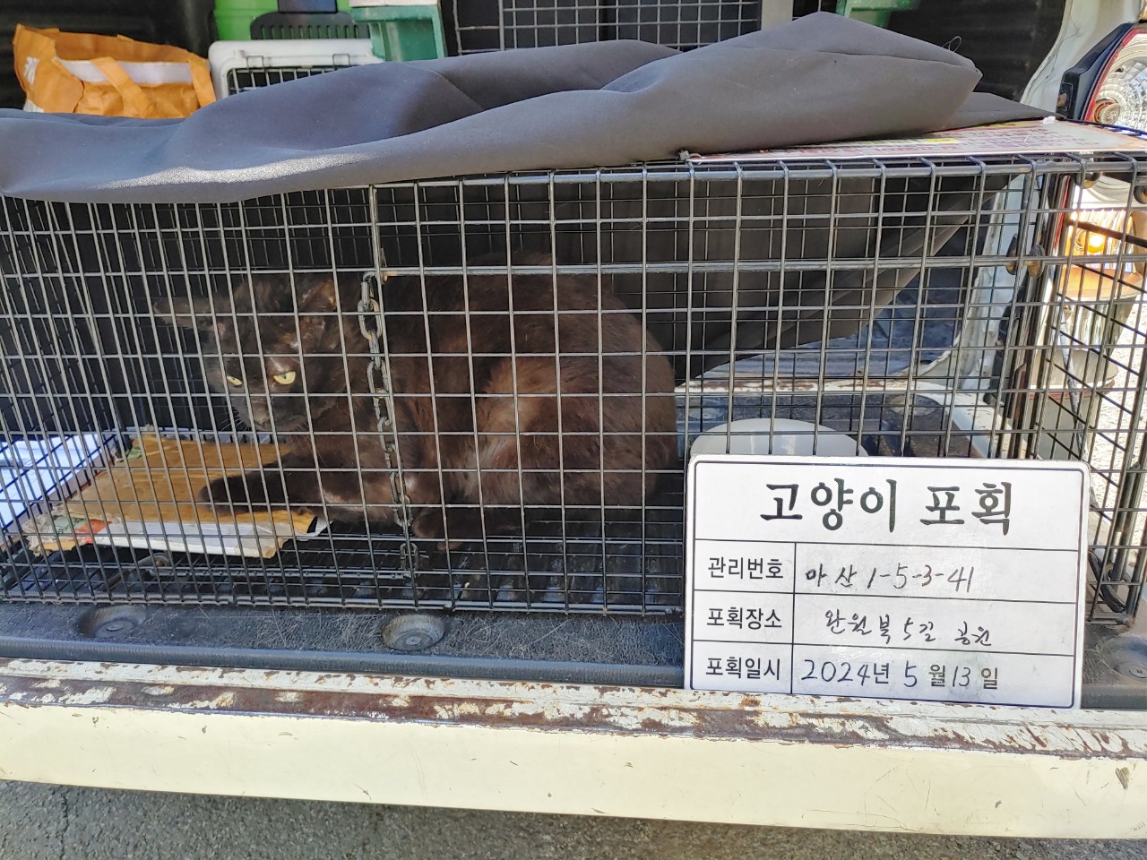 보호중동물사진 공고번호-경남-마산-2024-00710