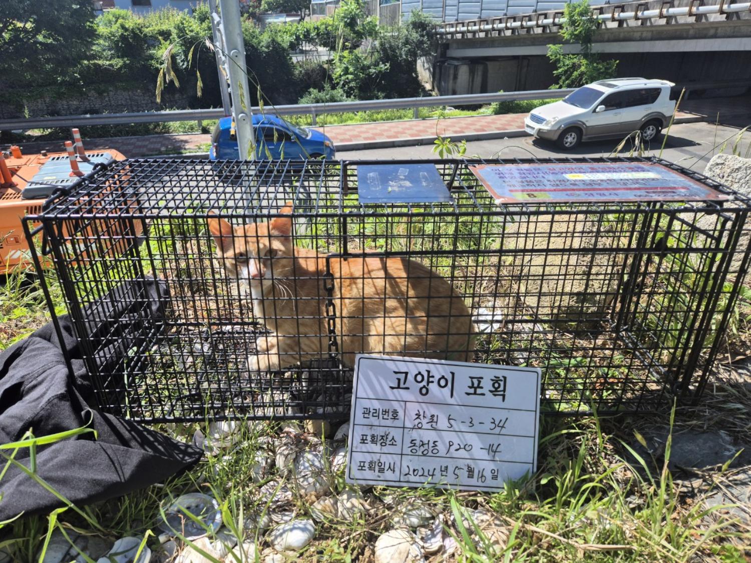보호중동물사진 공고번호-경남-창원-2024-00535