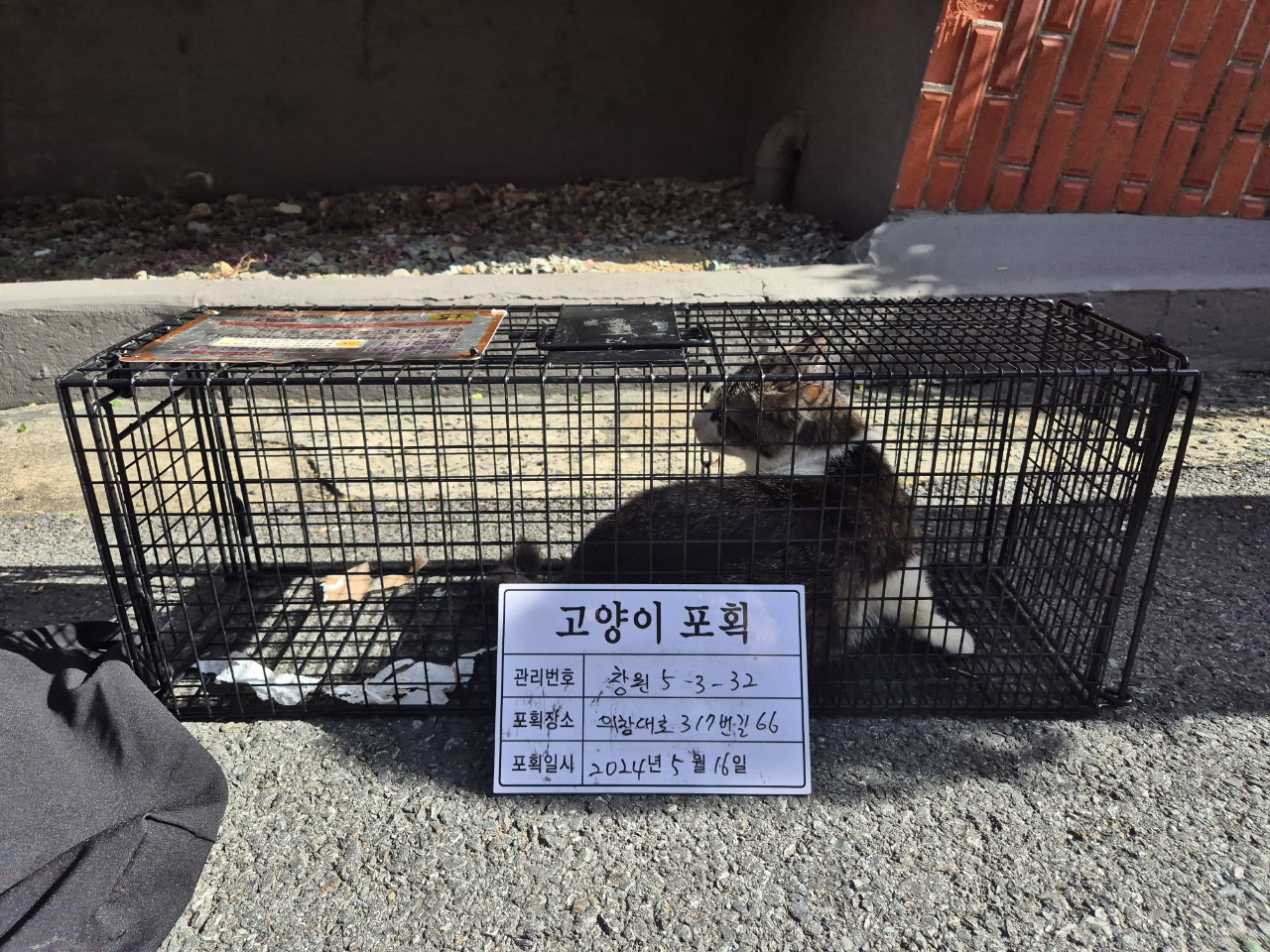 보호중동물사진 공고번호-경남-창원-2024-00533