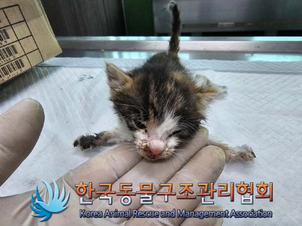 공고 번호가 경기-양주-2024-00270인 한국 고양이 동물 사진  