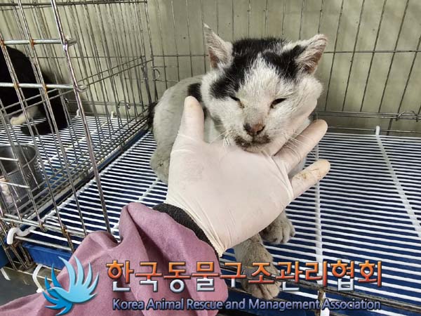 공고 번호가 서울-송파-2024-00048인 한국 고양이 동물 사진  