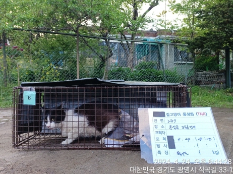 보호중동물사진 공고번호-경기-광명-2024-00239