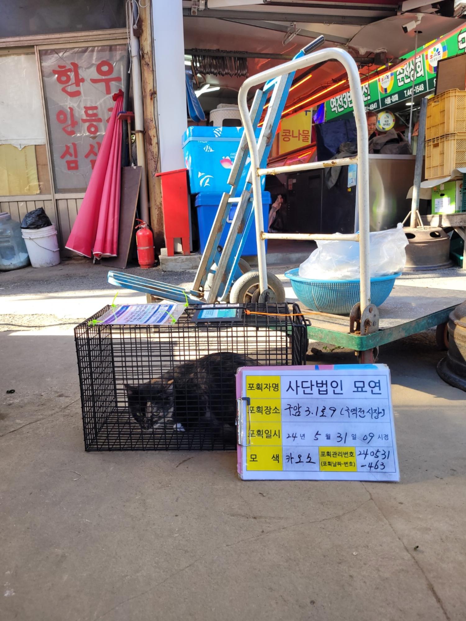 보호중동물사진 공고번호-전북-군산-2024-00461
