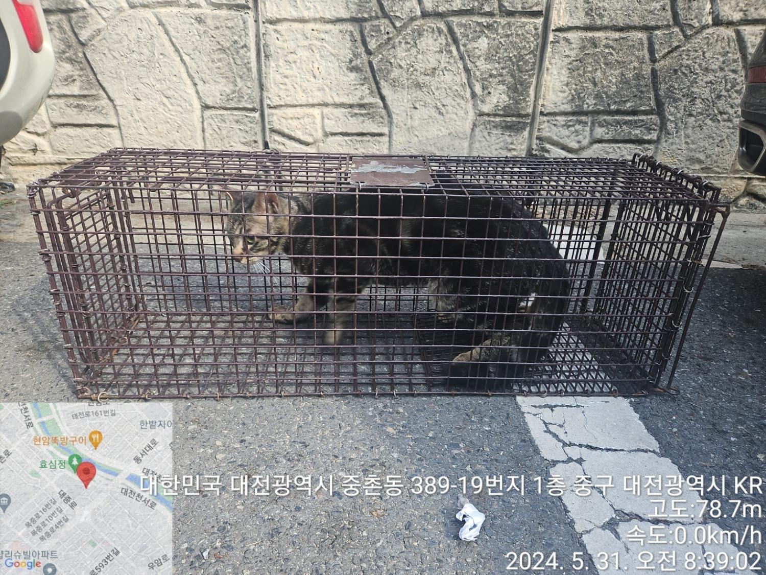 보호중동물사진 공고번호-대전-중구-2024-00101