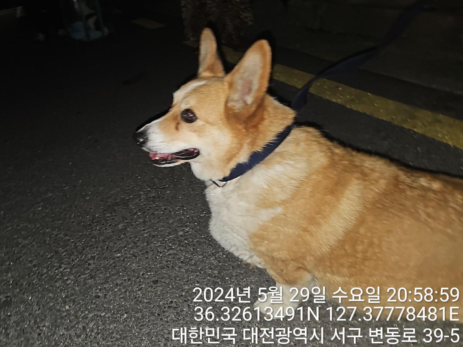 공고 번호가 대전-서구-2024-00157인 웰시 코기 카디건 동물 사진  