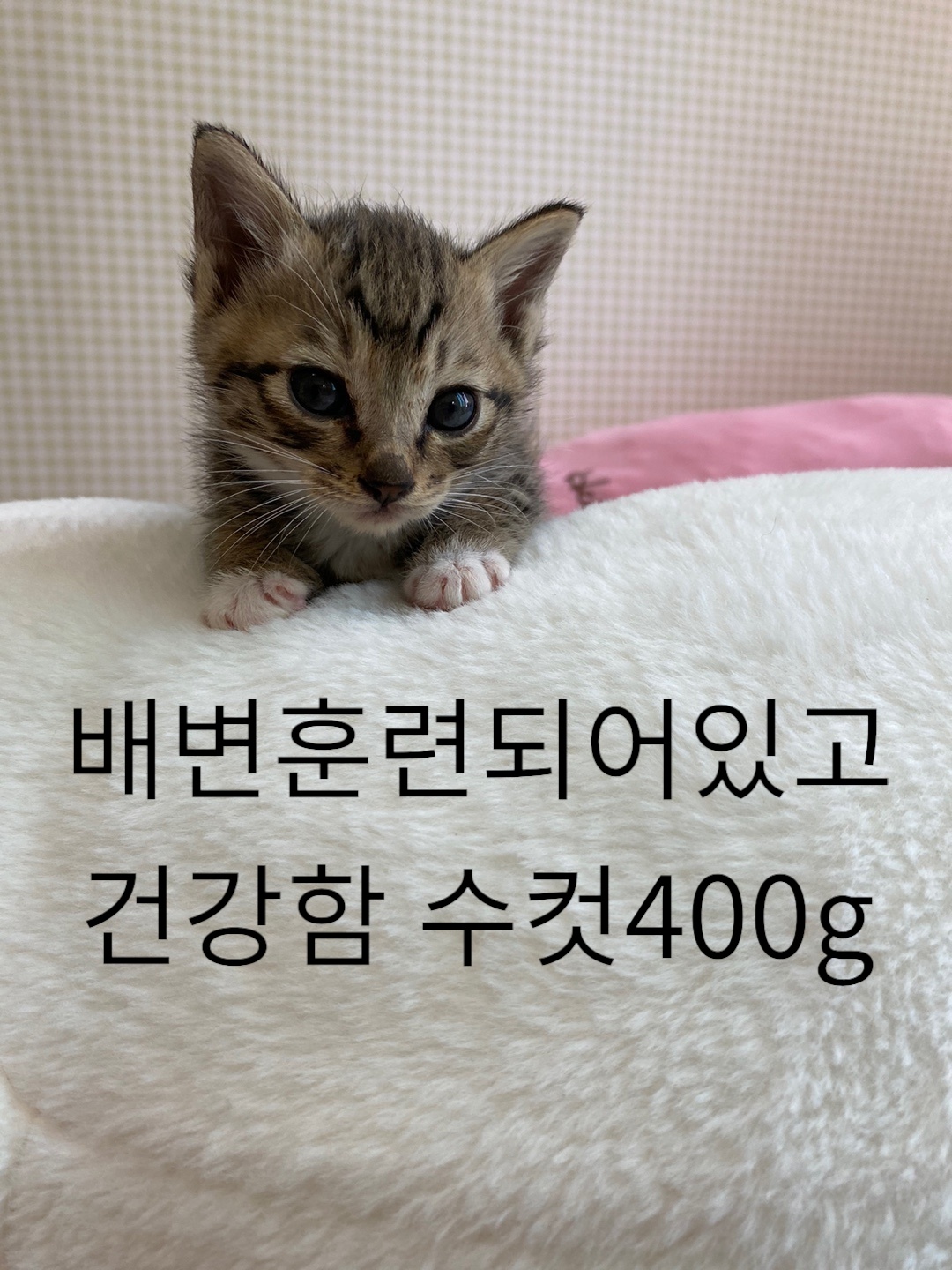 공고 번호가 경북-성주-2024-00223인 한국 고양이 동물 사진