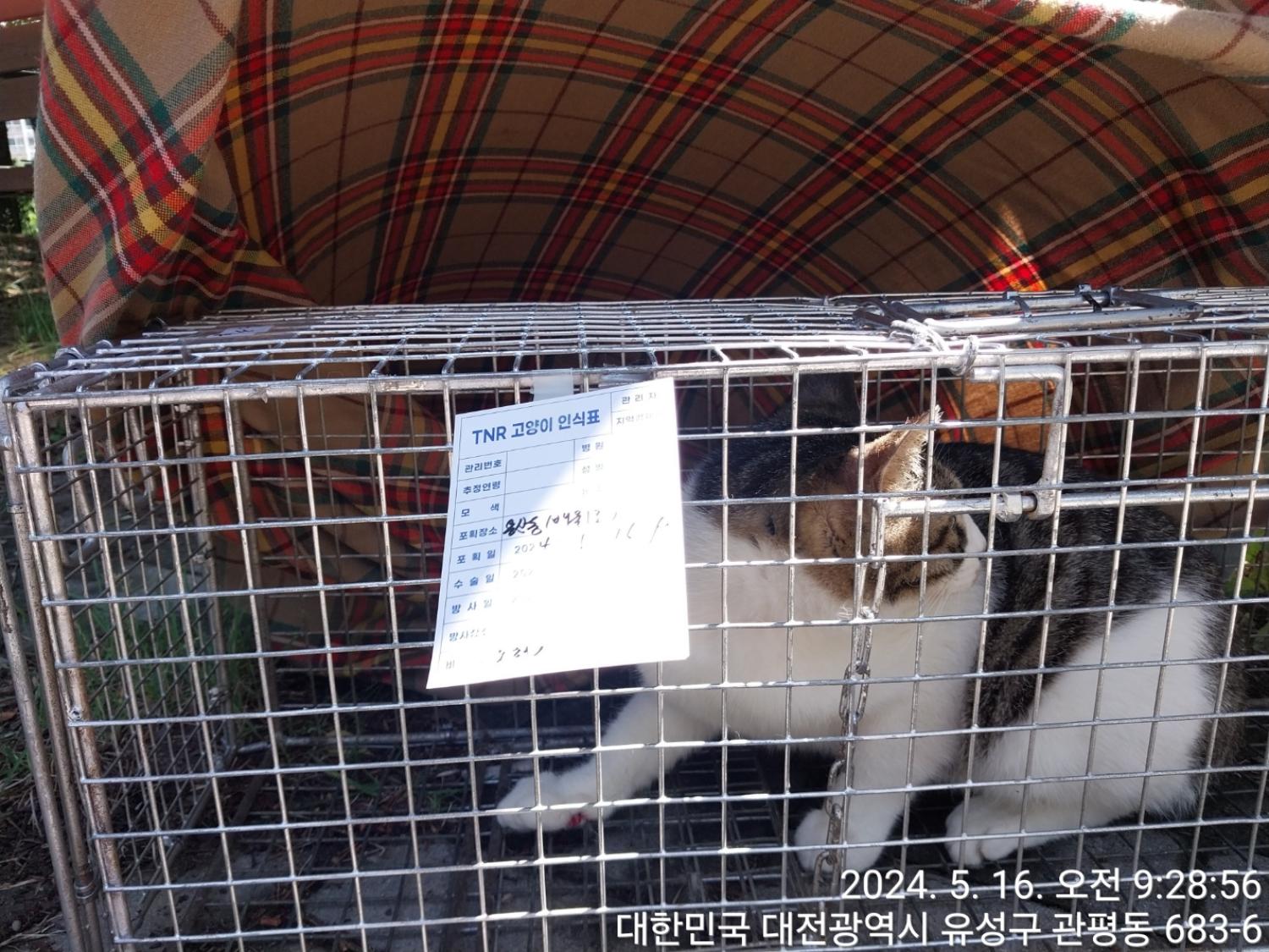 보호중동물사진 공고번호-대전-유성-2024-00207