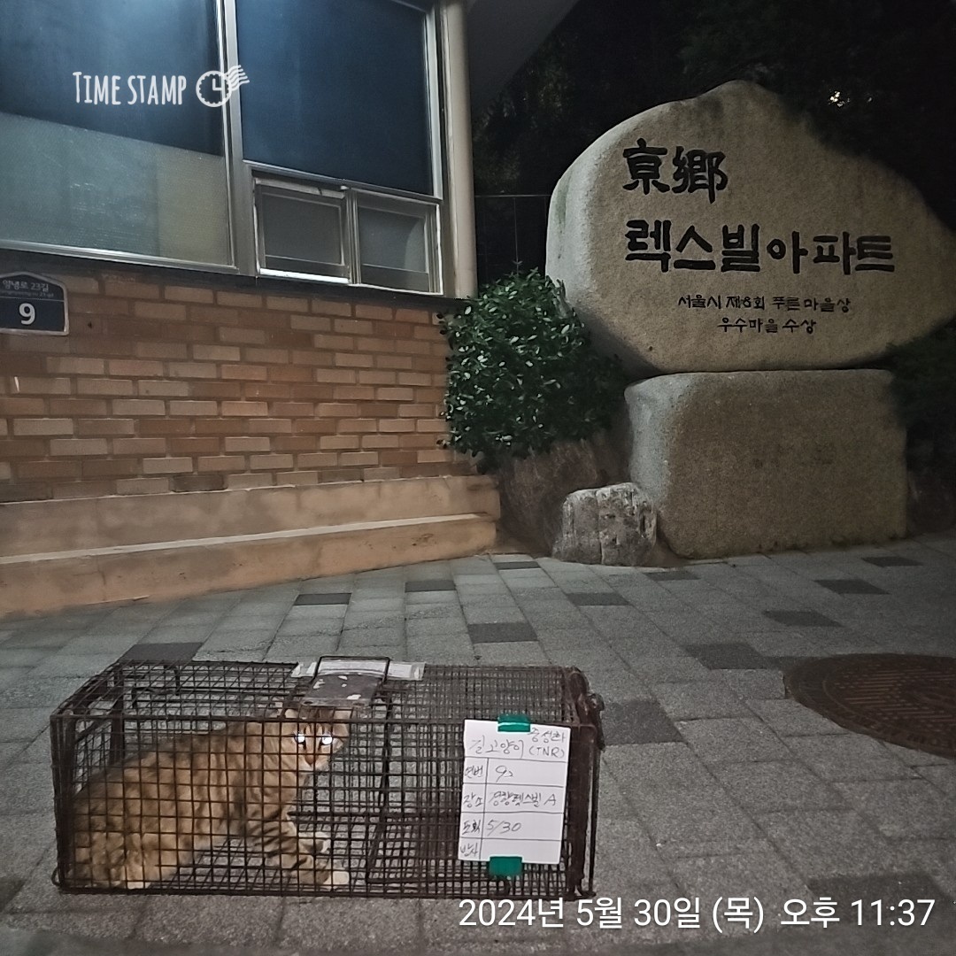 보호중동물사진 공고번호-서울-동작-2024-00268