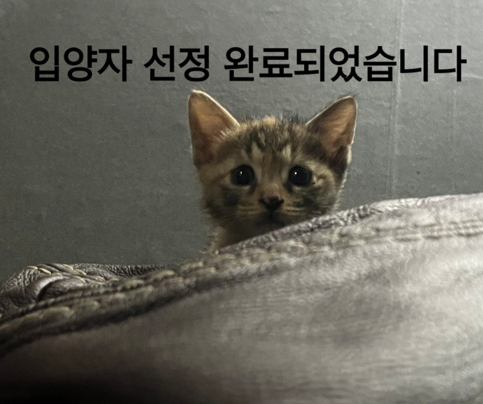 공고 번호가 대구-수성-2024-00244인 한국 고양이 동물 사진