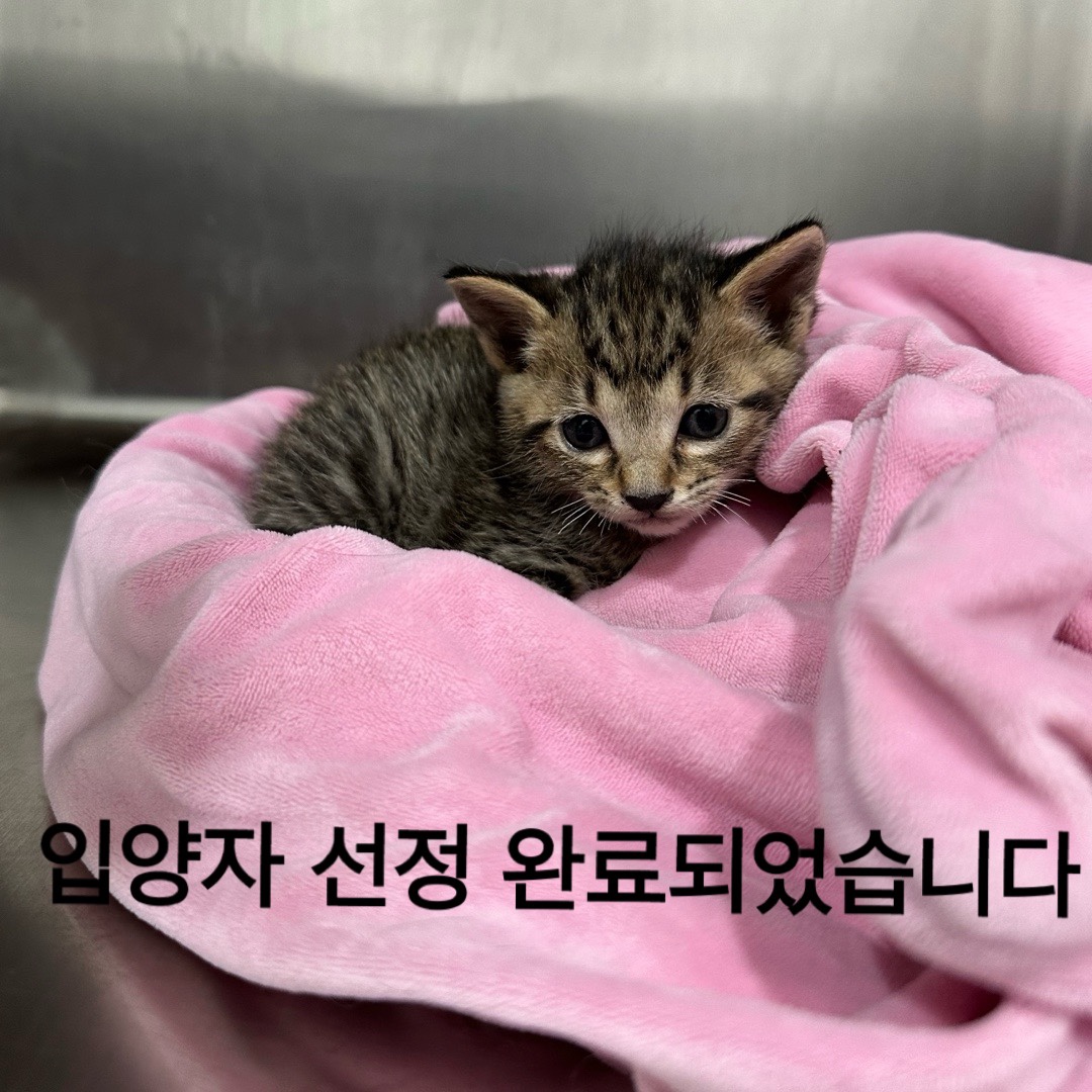 공고 번호가 대구-수성-2024-00246인 한국 고양이 동물 사진