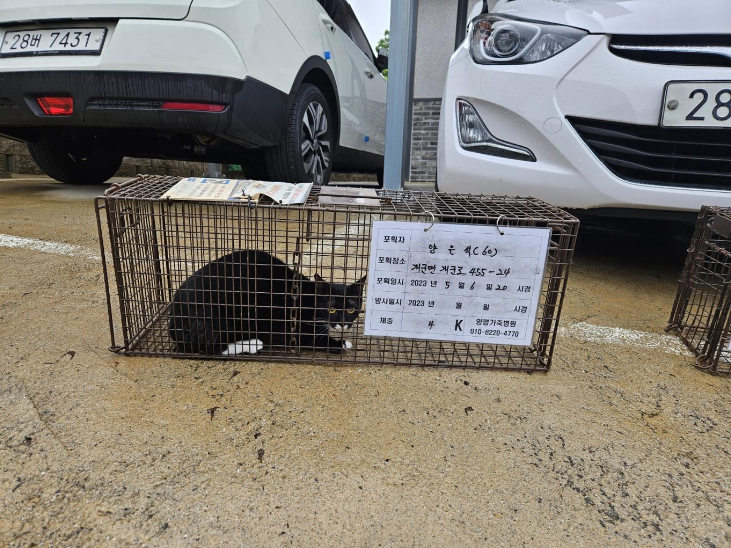 보호중동물사진 공고번호-경기-양평-2024-00583