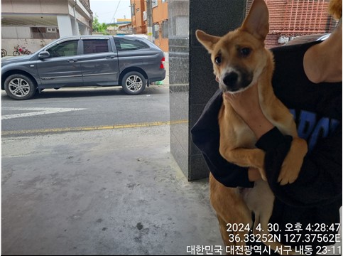 공고 번호가 대전-서구-2024-00130인 믹스견 동물 사진