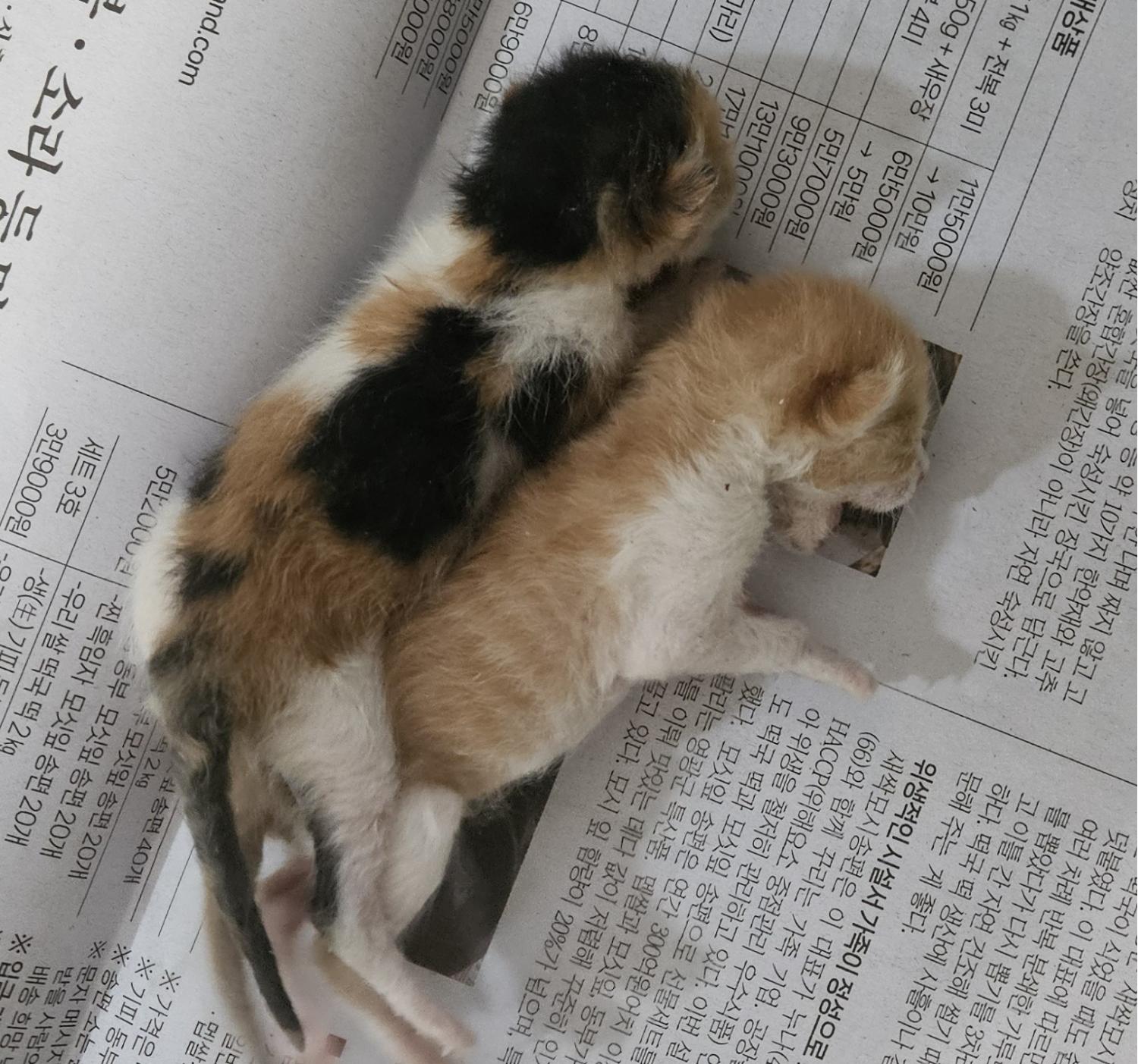 공고 번호가 대구-달서-2024-00106인 한국 고양이 동물 사진  