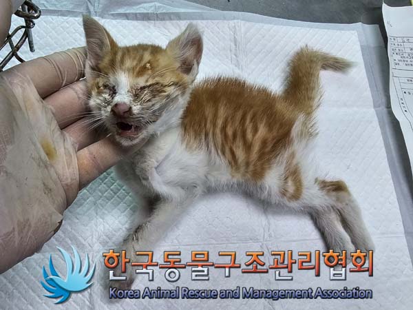 공고 번호가 서울-구로-2024-00076인 한국 고양이 동물 사진  