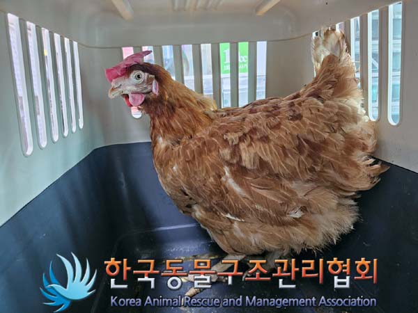 공고 번호가 서울-영등포-2024-00032인 기타축종 동물 사진