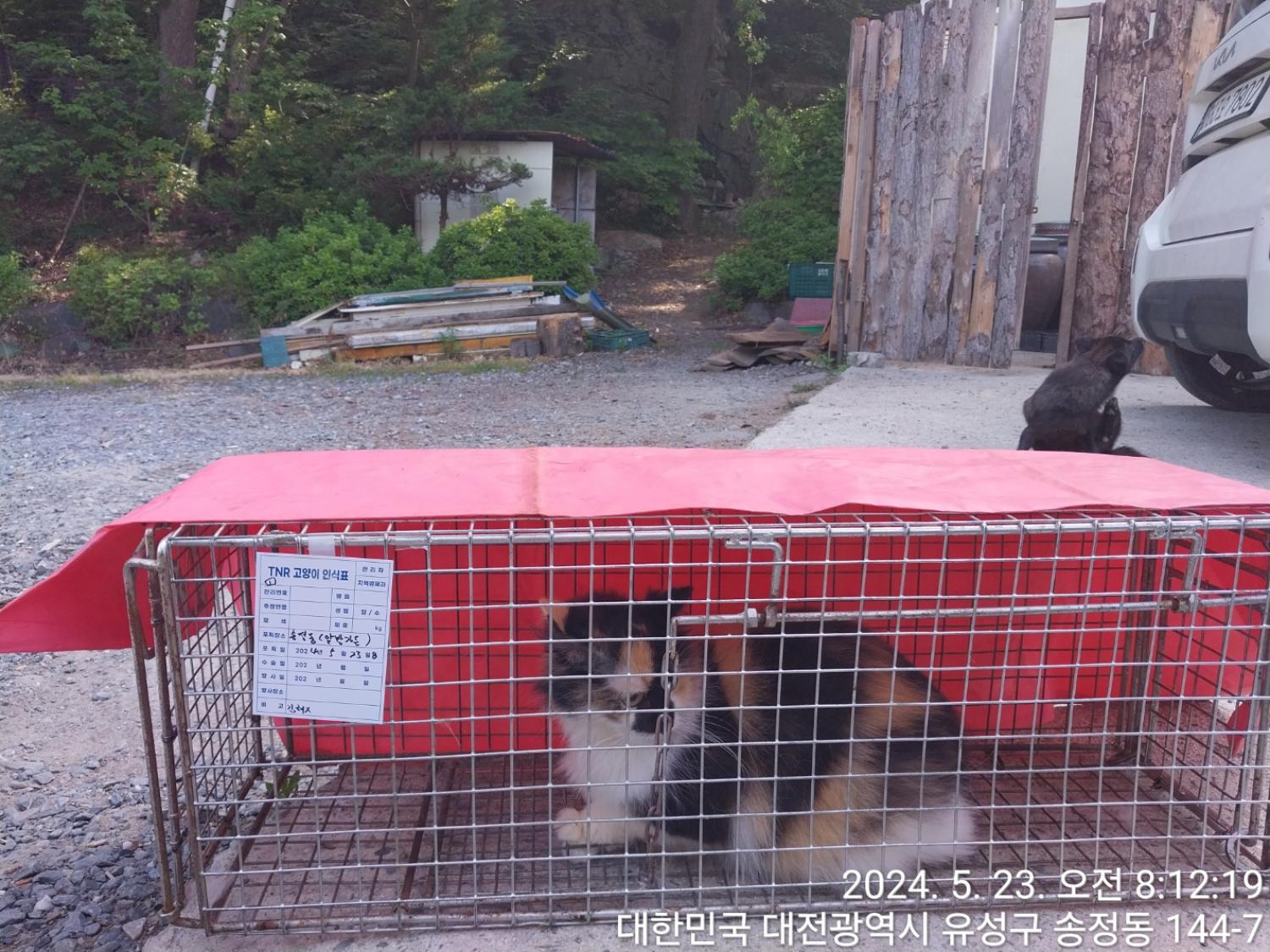 보호중동물사진 공고번호-대전-유성-2024-00217