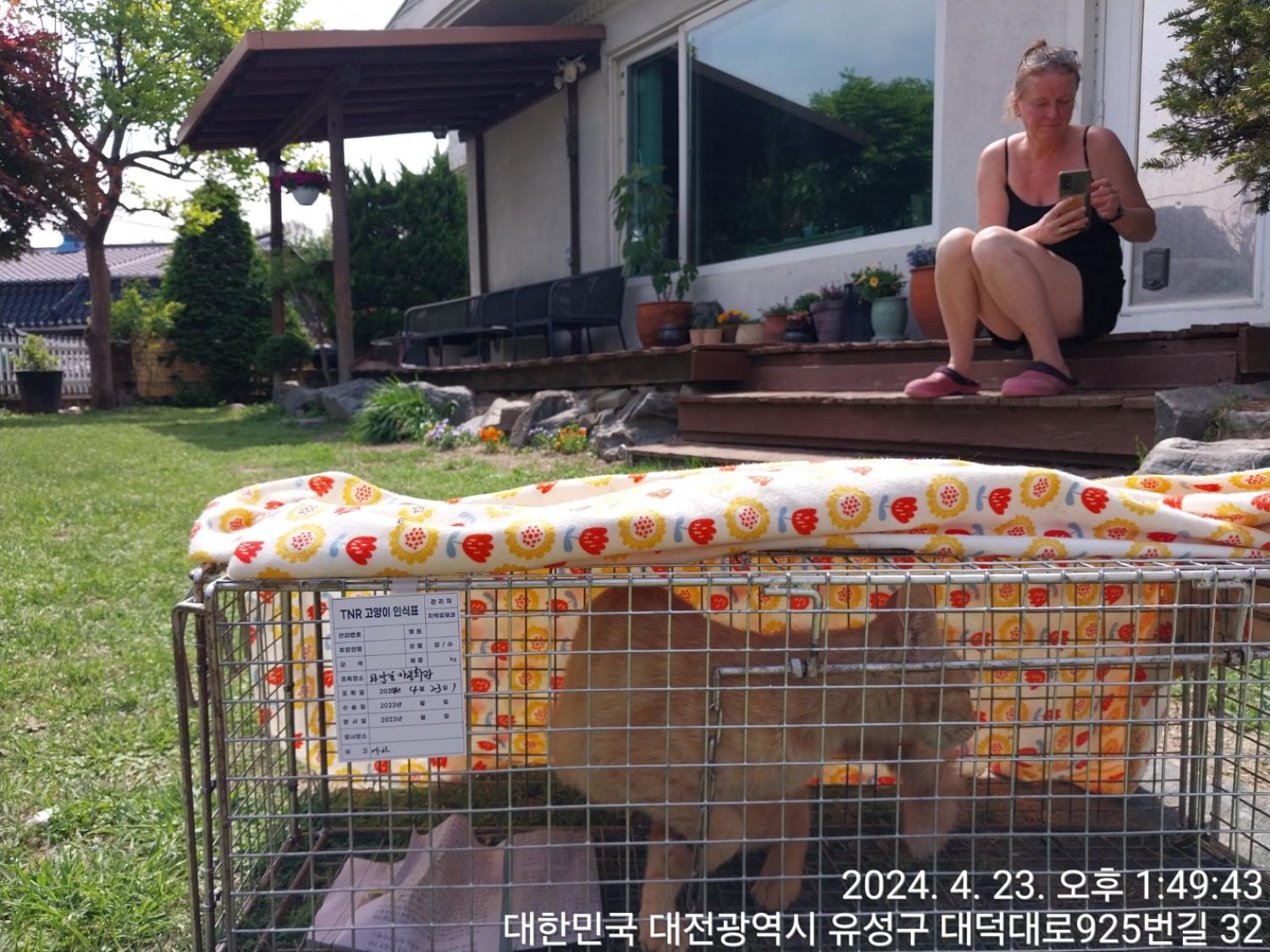 보호중동물사진 공고번호-대전-유성-2024-00165
