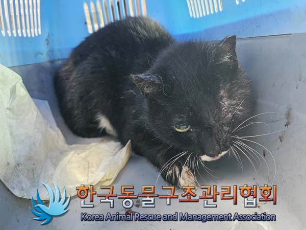 공고 번호가 서울-영등포-2024-00028인 한국 고양이 동물 사진  