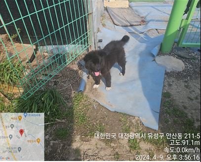 공고 번호가 대전-유성-2024-00099인 믹스견 동물 사진