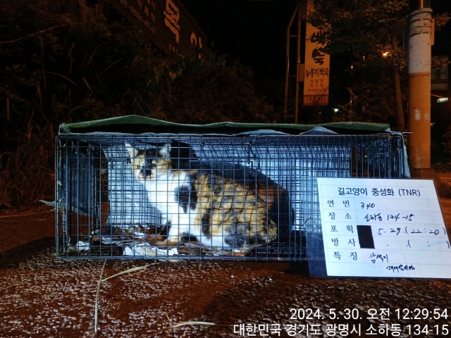 보호중동물사진 공고번호-경기-광명-2024-00341