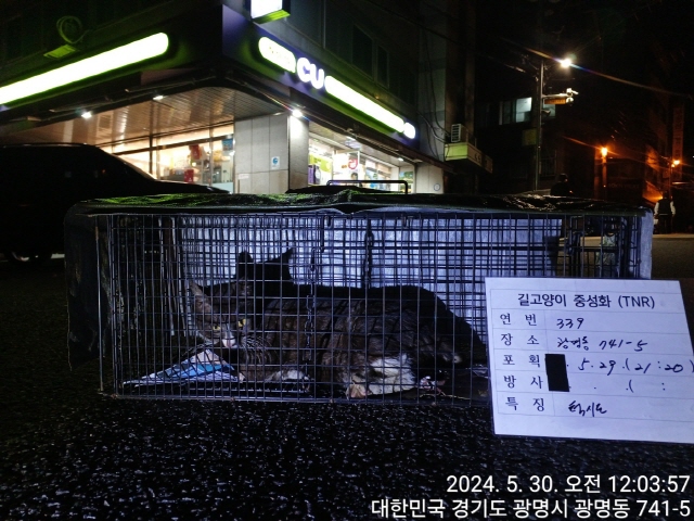 보호중동물사진 공고번호-경기-광명-2024-00340