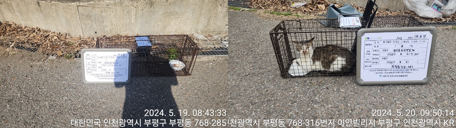보호중동물사진 공고번호-인천-부평-2024-00163