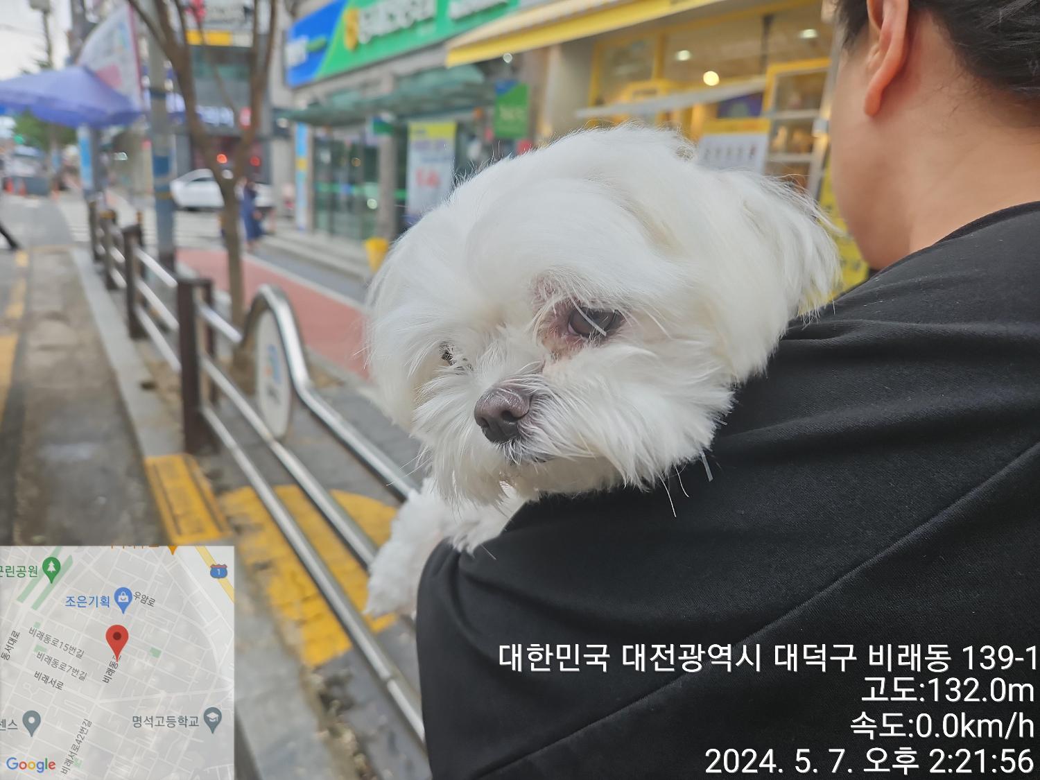 공고 번호가 대전-대덕-2024-00086인 말티즈 동물 사진
