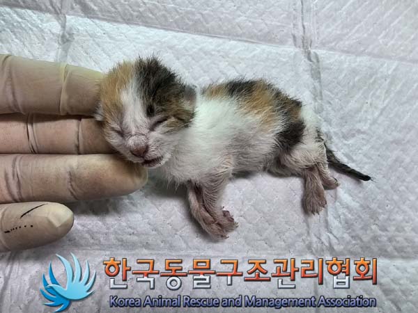 공고 번호가 경기-김포-2024-00274인 한국 고양이 동물 사진  