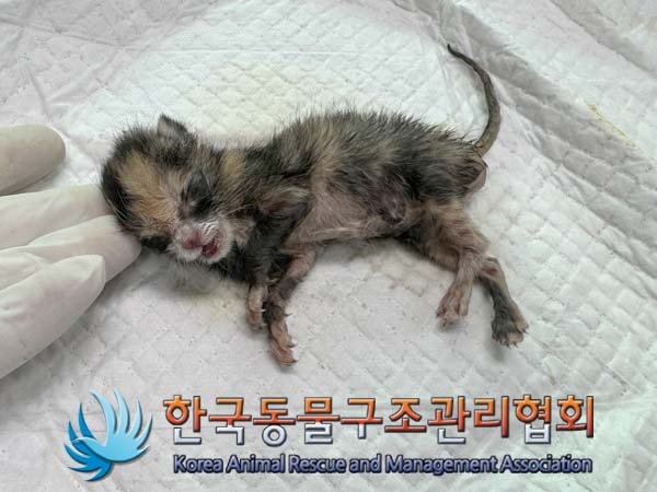 공고 번호가 경기-파주-2024-00485인 한국 고양이 동물 사진