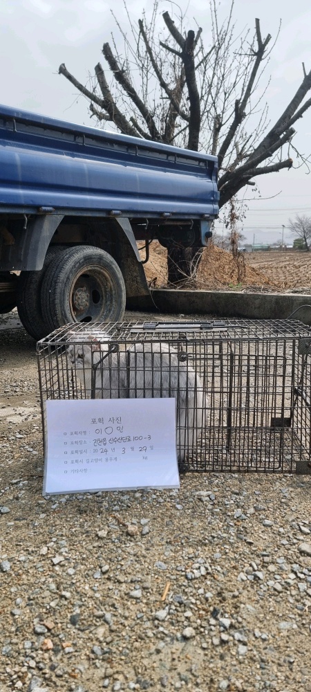 보호중동물사진 공고번호-충북-진천-2024-00084