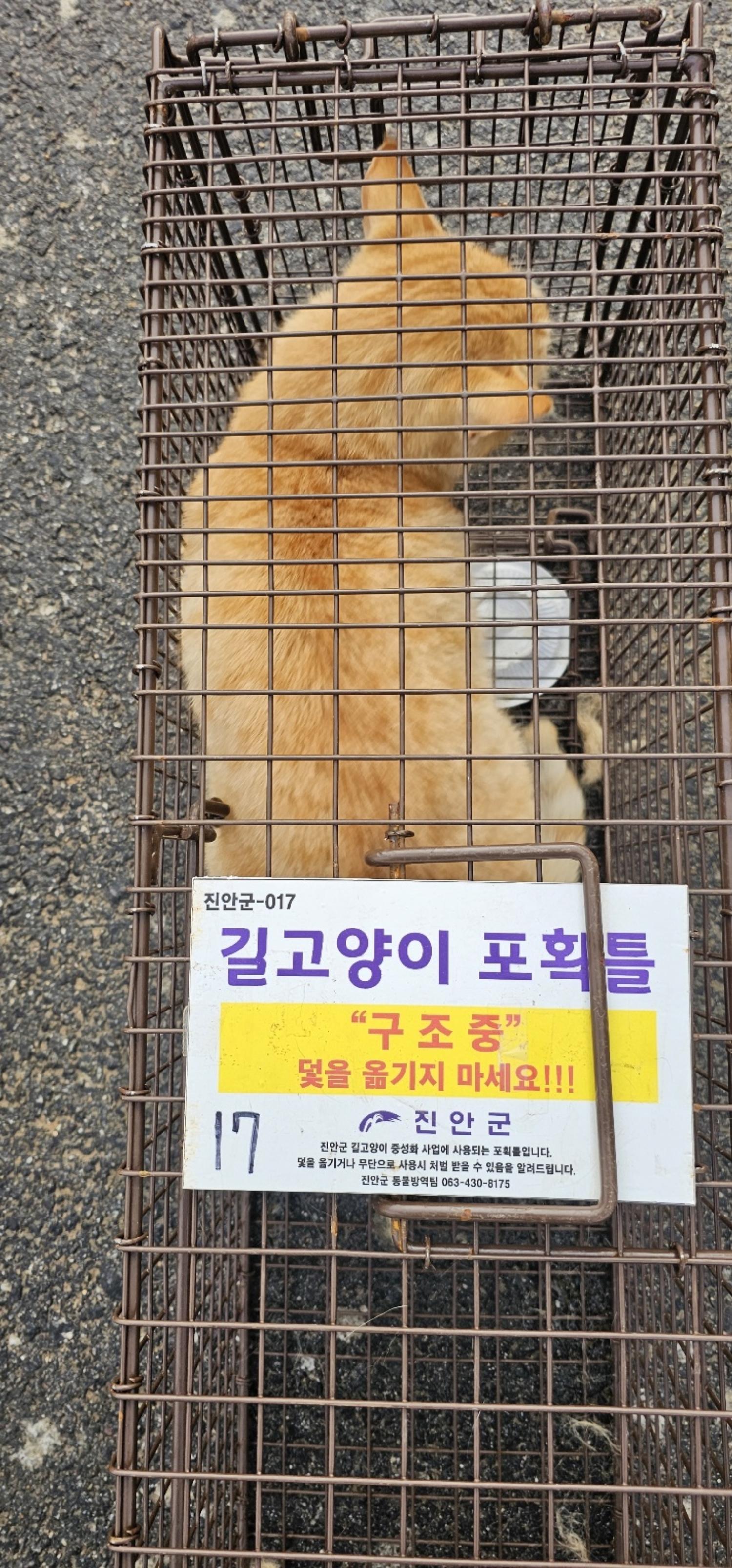 보호중동물사진 공고번호-전북-진안-2024-00134