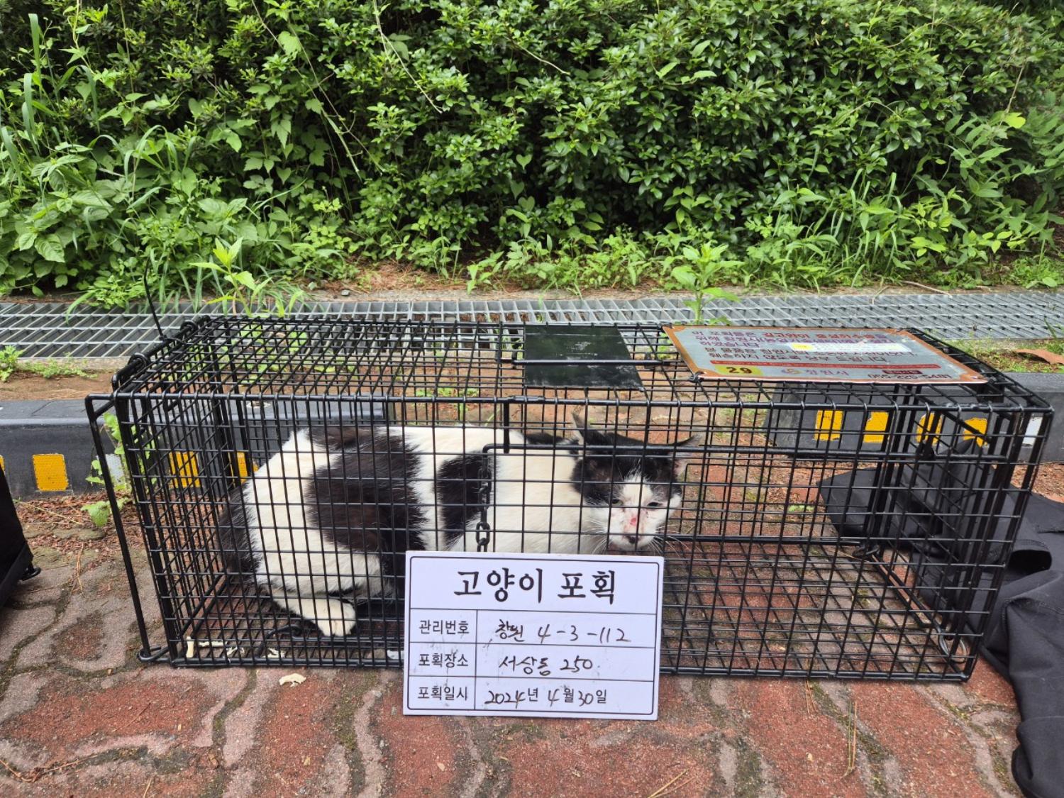 보호중동물사진 공고번호-경남-창원-2024-00472