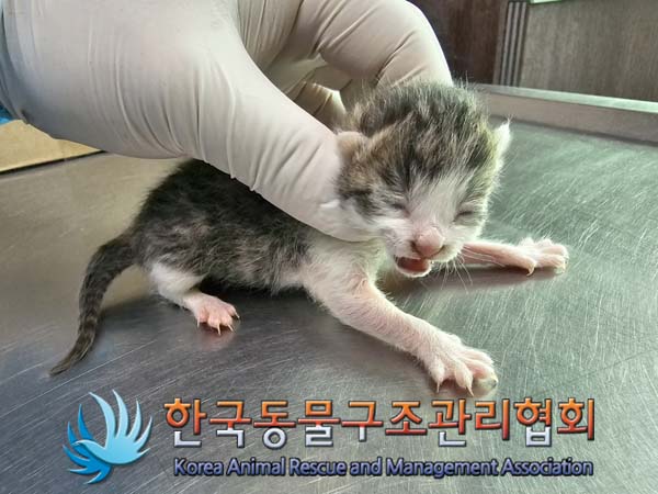 공고 번호가 서울-중랑-2024-00049인 한국 고양이 동물 사진  